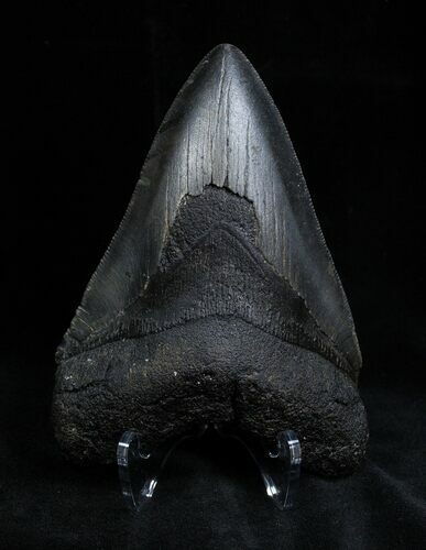 / Inch Georgia Megalodon Tooth - Serrated #1381